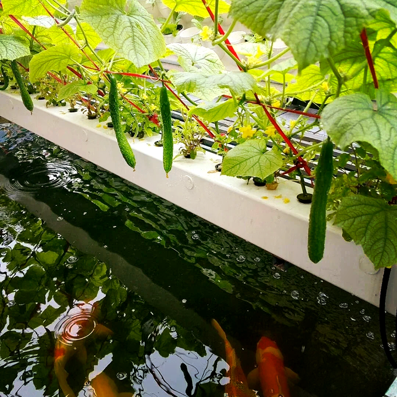 唐山市苗床鱼菜共生 - 推荐