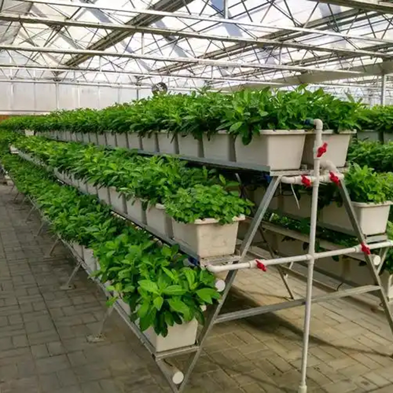 唐山市植物工厂水培蔬菜 - 排名